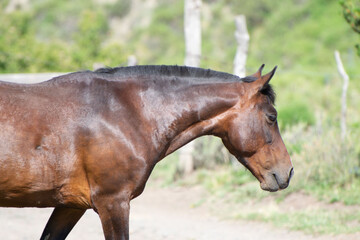 caballos