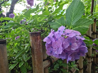 flowers in the garden