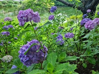 flowers in the garden