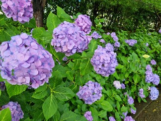 flowers in the garden