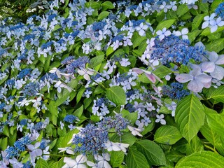 forget me not flower
