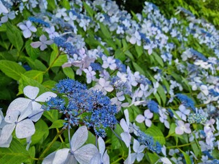 forget me not flowers
