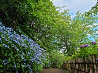 spring in the garden