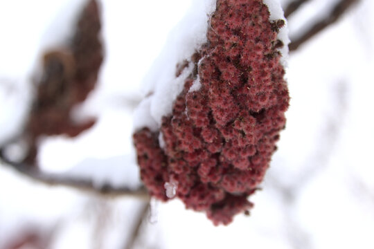 「Rhus」の画像 11,239 件の Stock 写真、ベクターおよびビデオ Adobe Stock