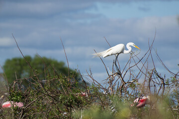 Ave PLATALEA ALBA