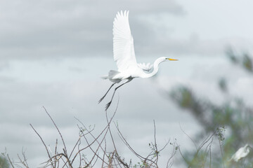 Ave PLATALEA ALBA