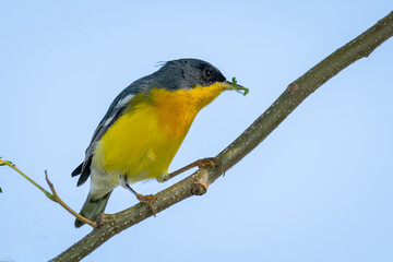 pitiayumi (Setophaga pitiayumi)