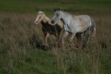 caballo