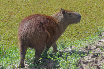 carpincho en Esteros del Ibera