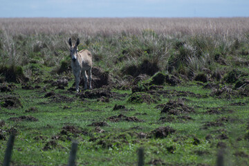 ]Burro misionero en Esteros del Iberá