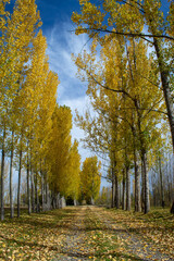 Fototapeta premium paisaje de otoño arbol