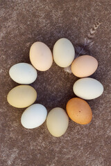 Round of chicken organic eggs with feather on the grey surface vertical photo. Close up with healthy food.