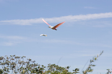 Platalea ajaja fly