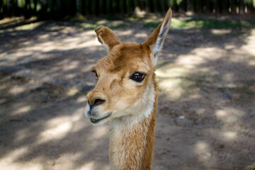 guanaco