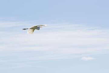 ave Platalea alba, espátula blanca
