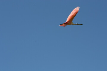 ave Platalea ajaja, espátula rosada
