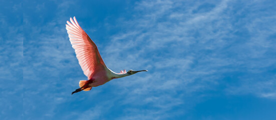 ave Platalea ajaja, espátula rosada