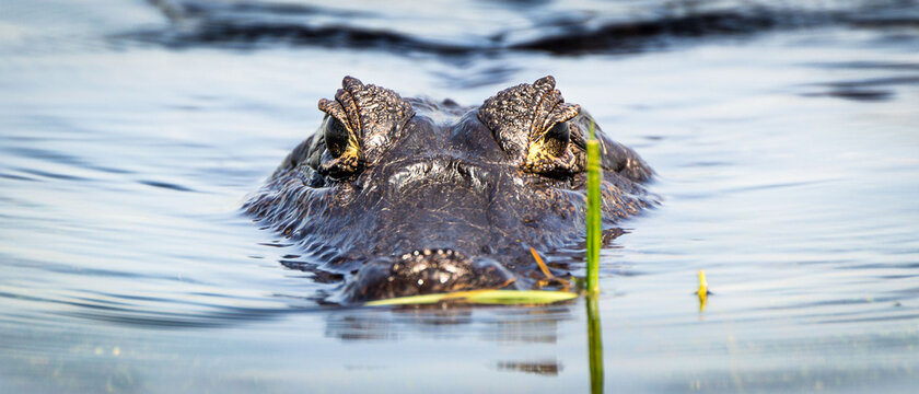 Yacar&eacute; negro - Caim&aacute;n yacar&eacute;
