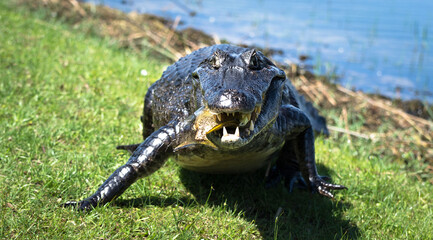 Yacaré negro - Caimán yacaré
