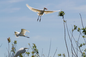 ave Platalea alba, espátula blanca