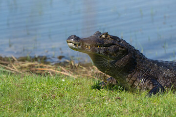 Yacaré negro - Caimán yacaré

