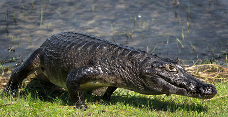 Yacaré negro - Caimán yacaré
