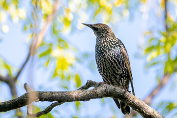 estornino pinto (Sturnus vulgaris)