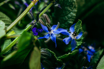 Collection of flowers freshly picked from garden