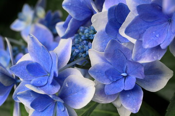 梅雨時期に咲いていた紫陽花