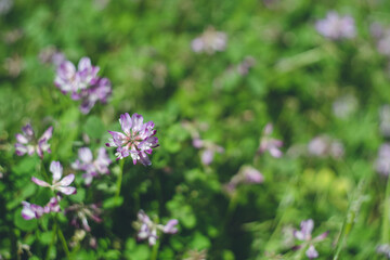 野原のレンゲの花