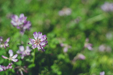 野原のレンゲの花
