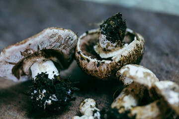 Moody image of collection of mushrooms freshly picked with dirt