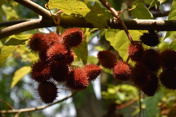 Beautiful scenery of  Botanical garden in Singapore 
