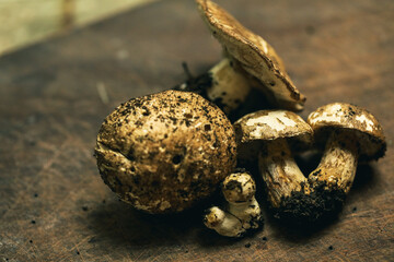 Moody image of collection of mushrooms freshly picked with dirt