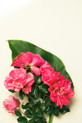 Vertical image featuring pink roses on white background with copy space