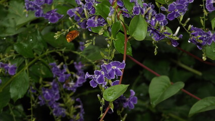 Teddy Bear Bee flying to the flower in the rain