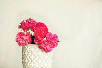 Bunch of fresh pink flowers, in white ceramic pot on plain background with copy space