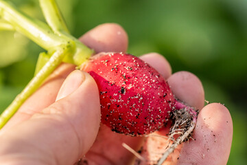 A person holding a recently cropped cultivated radish