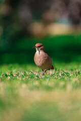 bird