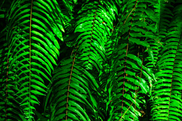 Green fern leaves in the morning light