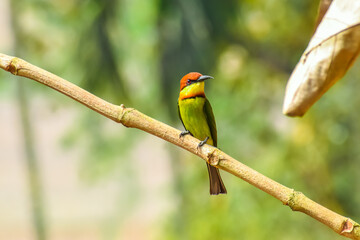 Bee-Eater