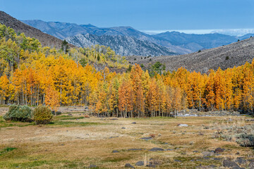 Cluster of Aspen trees and meadow in the Eastern Sierras, with the mountains in the background against a blue cloudless sky - 440513048