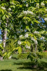 Obraz premium Blossoming bird cherry branch on a sunny day
