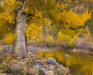 Fall in an Eastern Sierras. The reflections of a populous tree in the water, golden, Autumn glory concept - 440513075