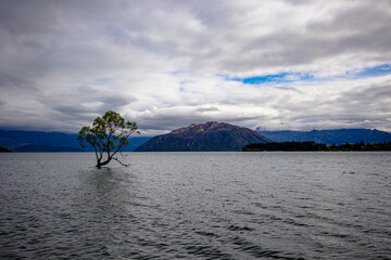 That Wanaka Tree, the most photographed tree in the world
