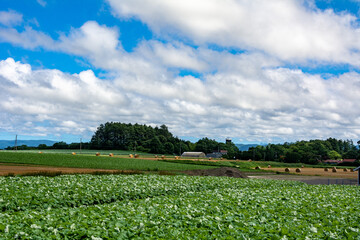 Fototapeta na wymiar 故郷の田園風景と雲が浮かぶ青空