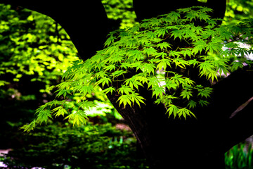 初夏の森の若葉