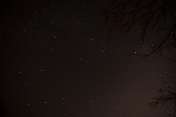 Creepy Branches Stretching Out on a Starry Clear Night Constellations and Milkyway Galaxy Halloween...