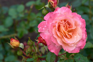 Bright forest flowers growing in nature