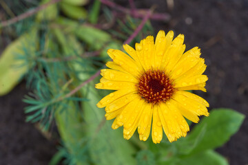 Bright forest flowers growing in nature
